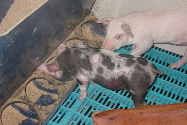 О кормушках для свиней: как сделать корыто для поросят своими руками