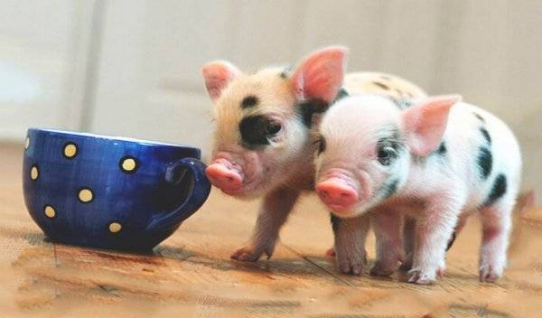 Карликовые свиньи, они же мини-пиги: как купить и содержать такого поросенка - афиша daily