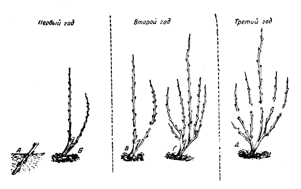 Как размножить крыжовник черенками весной: посадка и выращивание