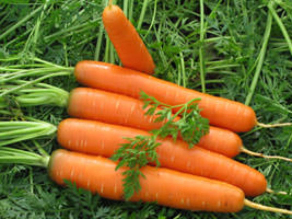 Сорта моркови: названия, описания, фото, особенности выращивания