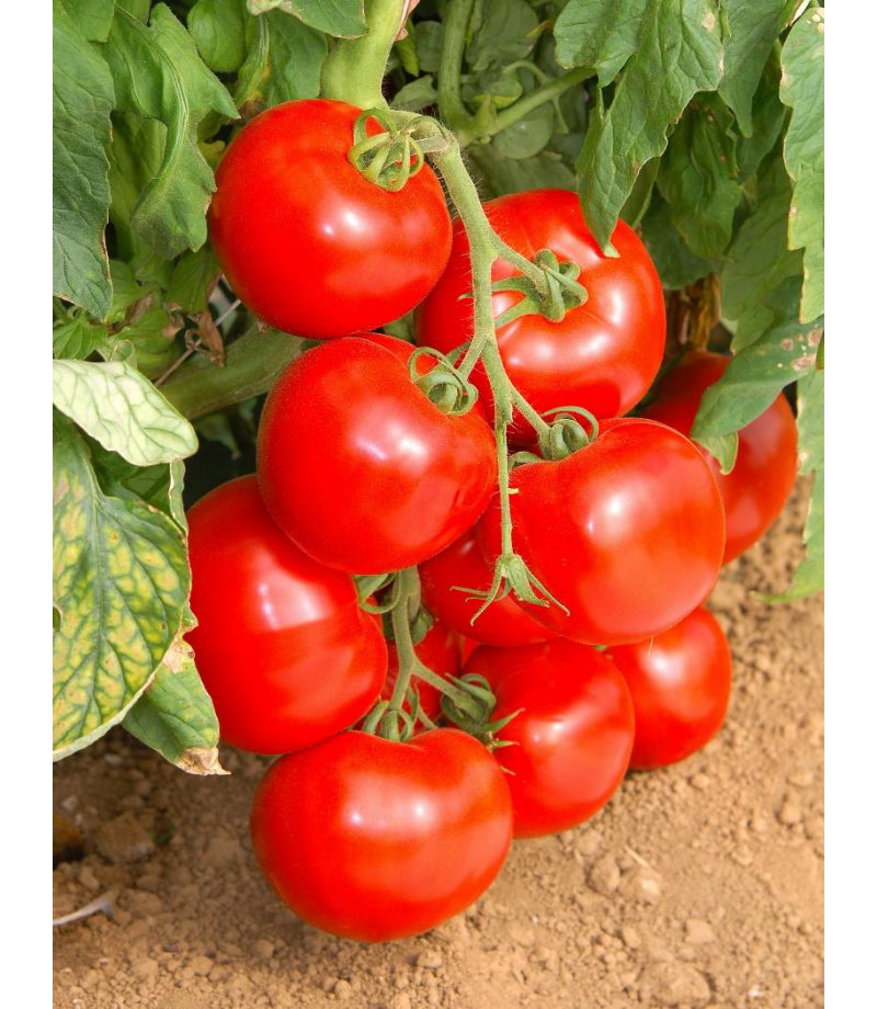 Детерминантный сорт томата «титан розовый»: описание, характеристика, посев на рассаду, подкормка, урожайность, фото, видео и самые распространенные болезни томатов