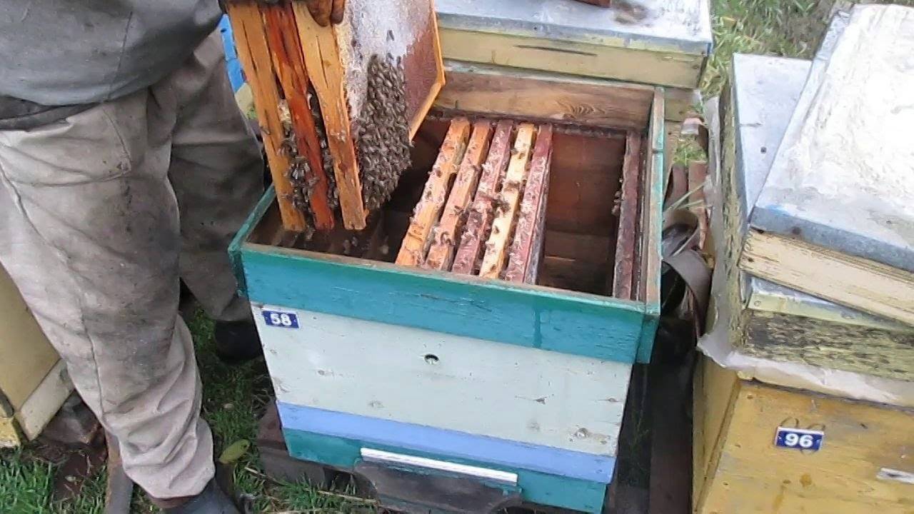 Пчеловодство: как объединить две семьи | животноводство