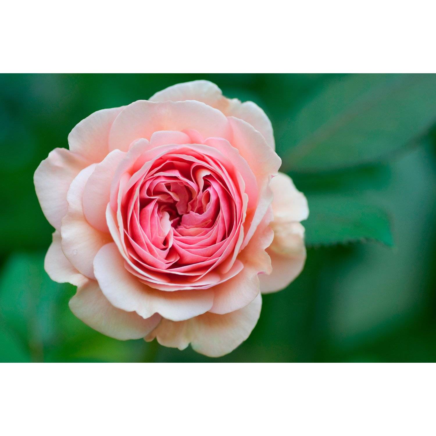 О сортах розы спрей: описание и характеристики, посадка, уход и выращивание