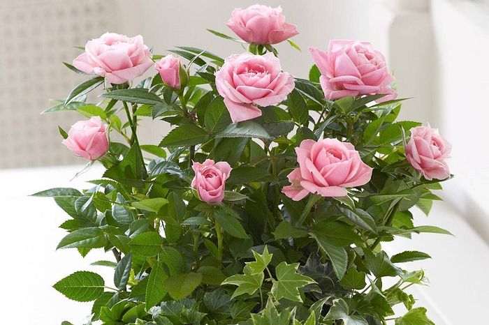 Уход за комнатными розами в домашних условиях – пошаговая инструкция