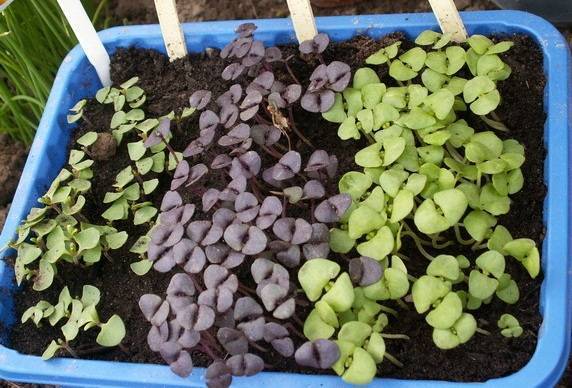 Салат - выращивание и уход в открытом грунте