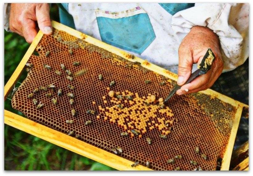 Разведение пчел: образ жизни, особенности разведения для начинающих и разновидности пчел (85 фото)