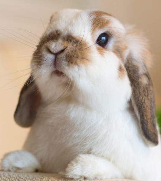 О кролике дома: все о декоративных кроликах в домашних условиях, дрессировка