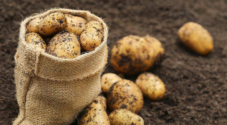 Как правильно сажать картофель: ростками вверх или вниз