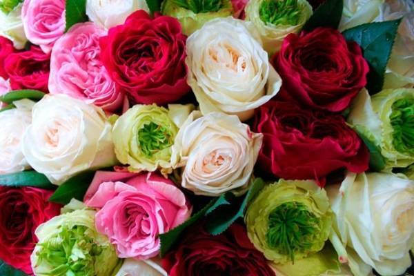 Лучшие сорта роз для подмосковья с названиями и фото