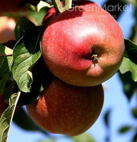 Сортовая яблоня колоновидная малюха: описание сорта, фото, отзывы