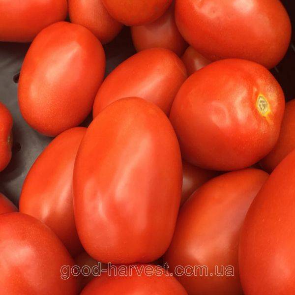 Томат "марфа" f1: описание гибридного сорта голландской селекции, рекомендации по уходу и выращиванию плодов-помидоров