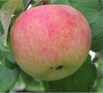 О яблоне десертное исаева, описание сортов, характеристики, выращивание