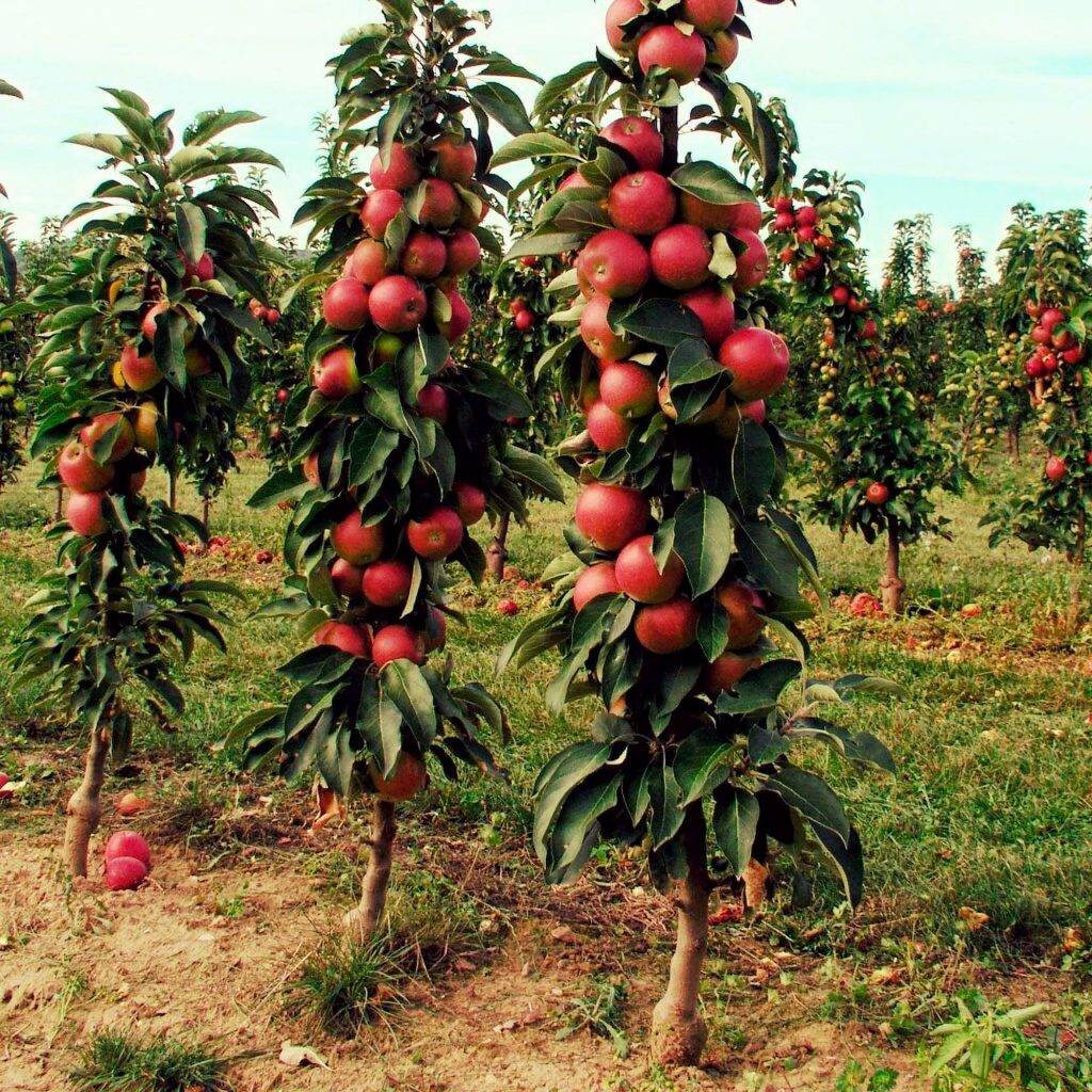 Колоновидная яблоня для Ленинградской области: подходящие сорта, выбор саженца
