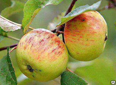 Сорт яблок розовый налив: ботаническое описание и характеристика, агротехника выращивания