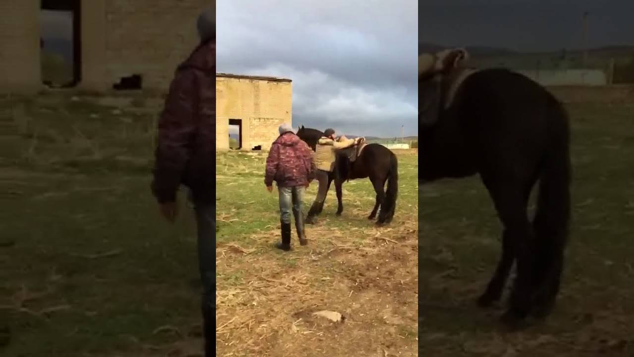 Верховая обучение - horse training
