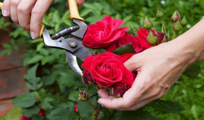 Как правильно обрезать розы летом после цветения: подсказки профи
