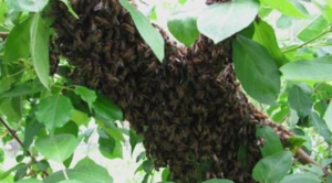 Роение пчел и меры его предупреждения, отлов роя пчел, искусственное роение