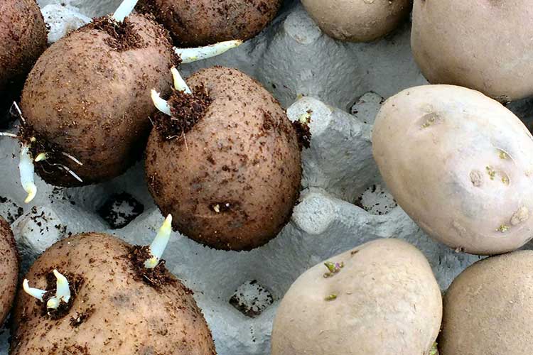 Как прорастить картофель перед посадкой: основные способы и правила