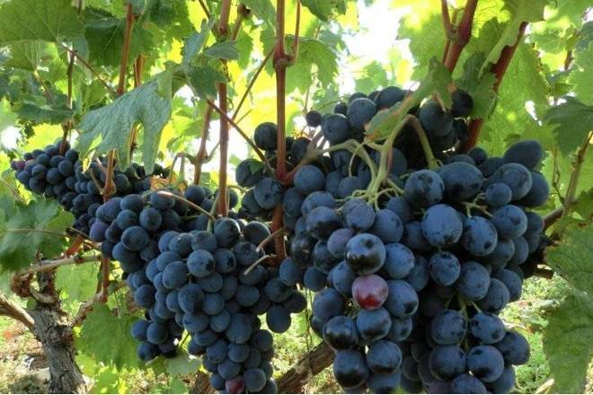 Как посадить виноград в открытый грунт