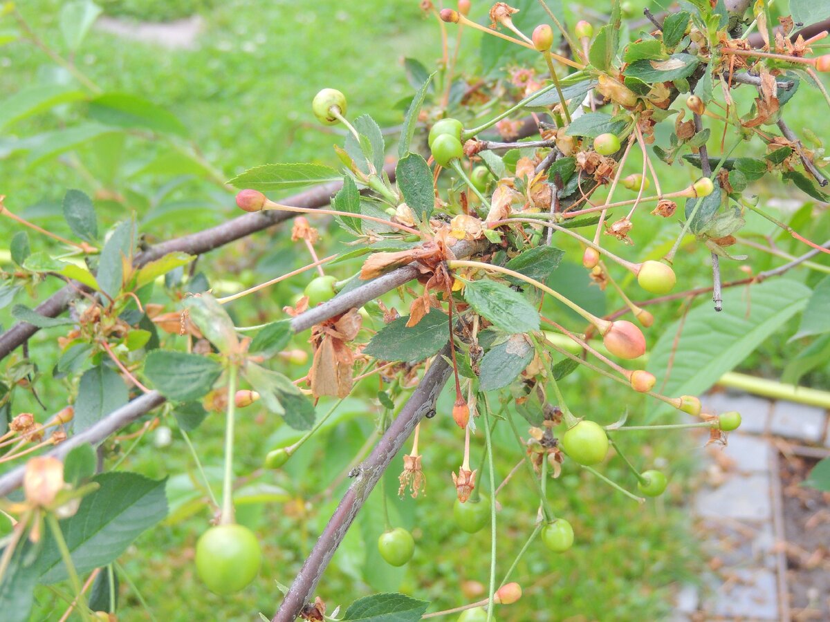 Как бороться с монилиозом вишни и черешни