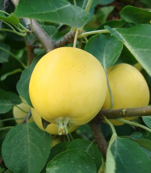 О яблоне Янтарь: описание сорта, характеристики, агротехника, выращивание