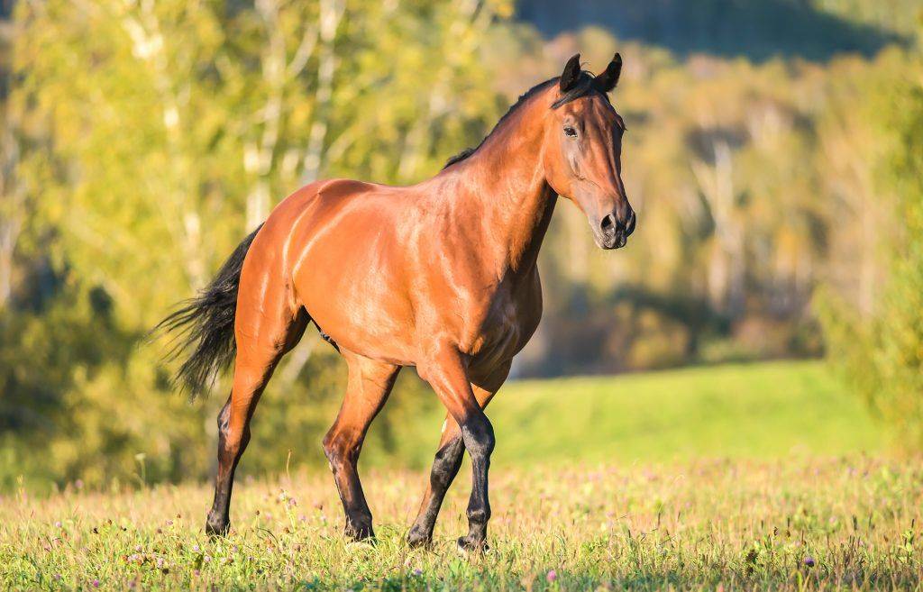 Вес лошади: сколько весит самый большой конь в мире, весовые категории