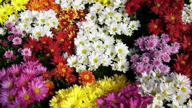 Хризантемы: посадка и уход, фото, сорта и виды