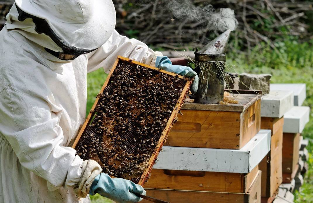 Двухматочное содержание пчел: методы и особенности