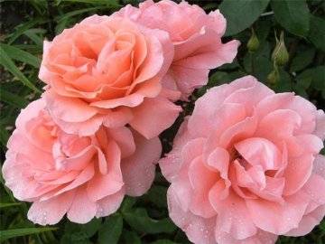 Розы: уход и выращивание в саду, подробная инструкция