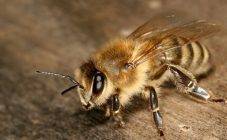 О меде в сотах: как употреблять, можно ли проглатывать пчелиные соты