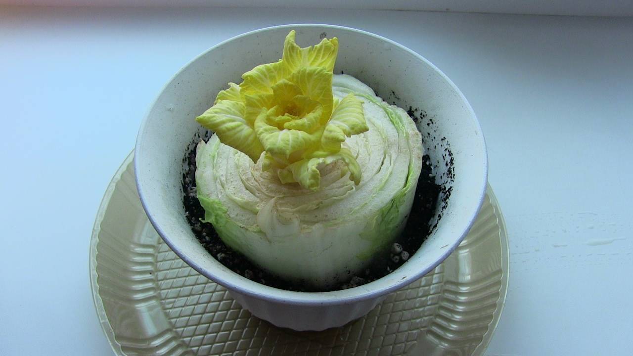 О выращивании пекинской капусты в домашних условиях, как правильно выращивать