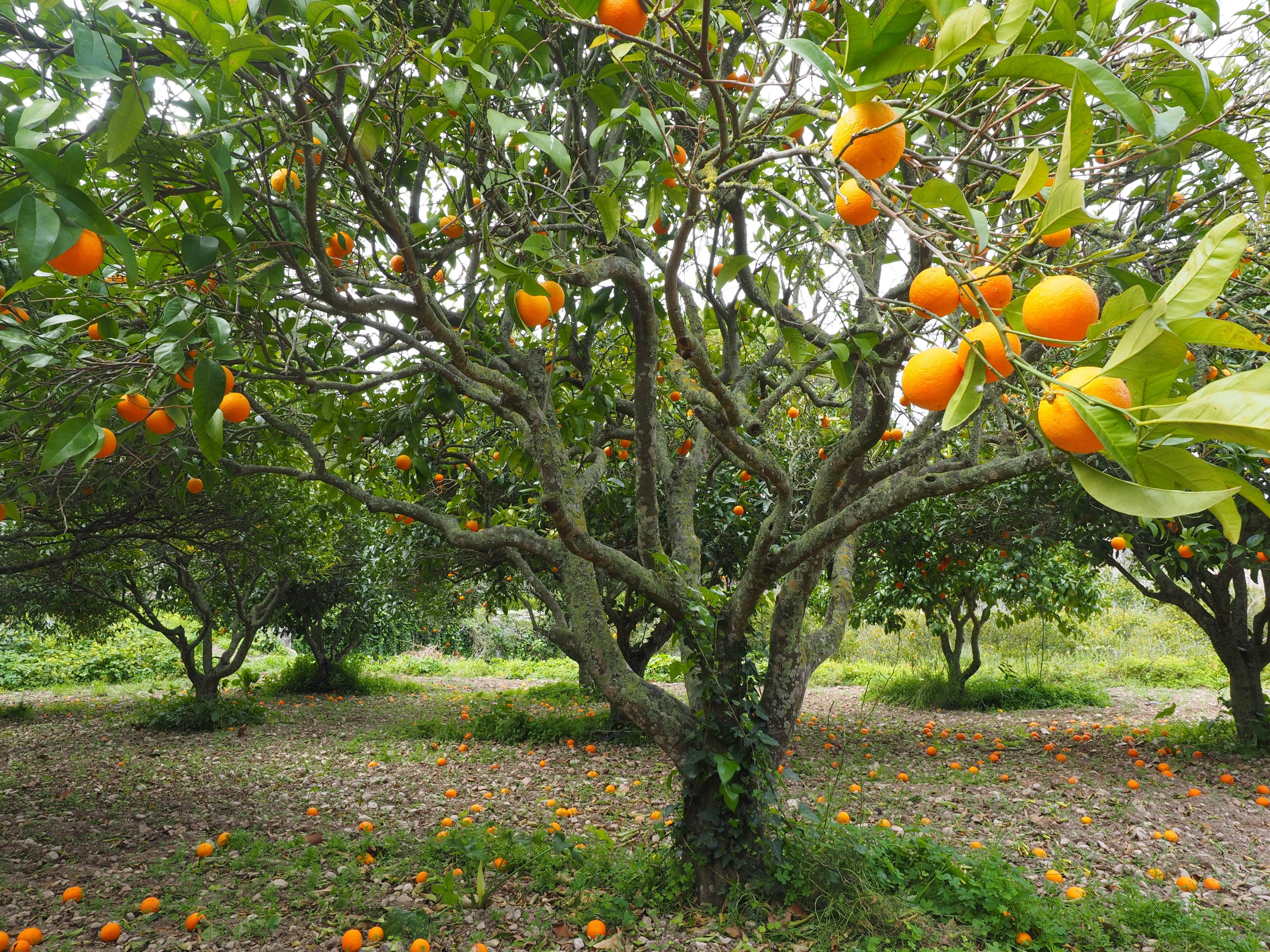 Апельсиновое дерево: описание, фото, уход в домашних условиях