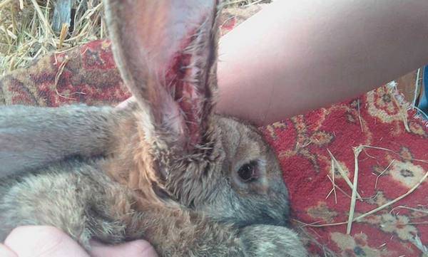 Ушной клещ у кроликов: лечение в домашних условиях, народные средства