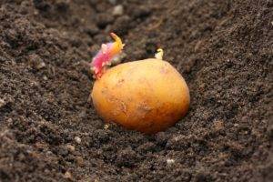 Особенности выращивания картофеля: агротехника