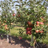 Особенности технологии выращивания яблонь