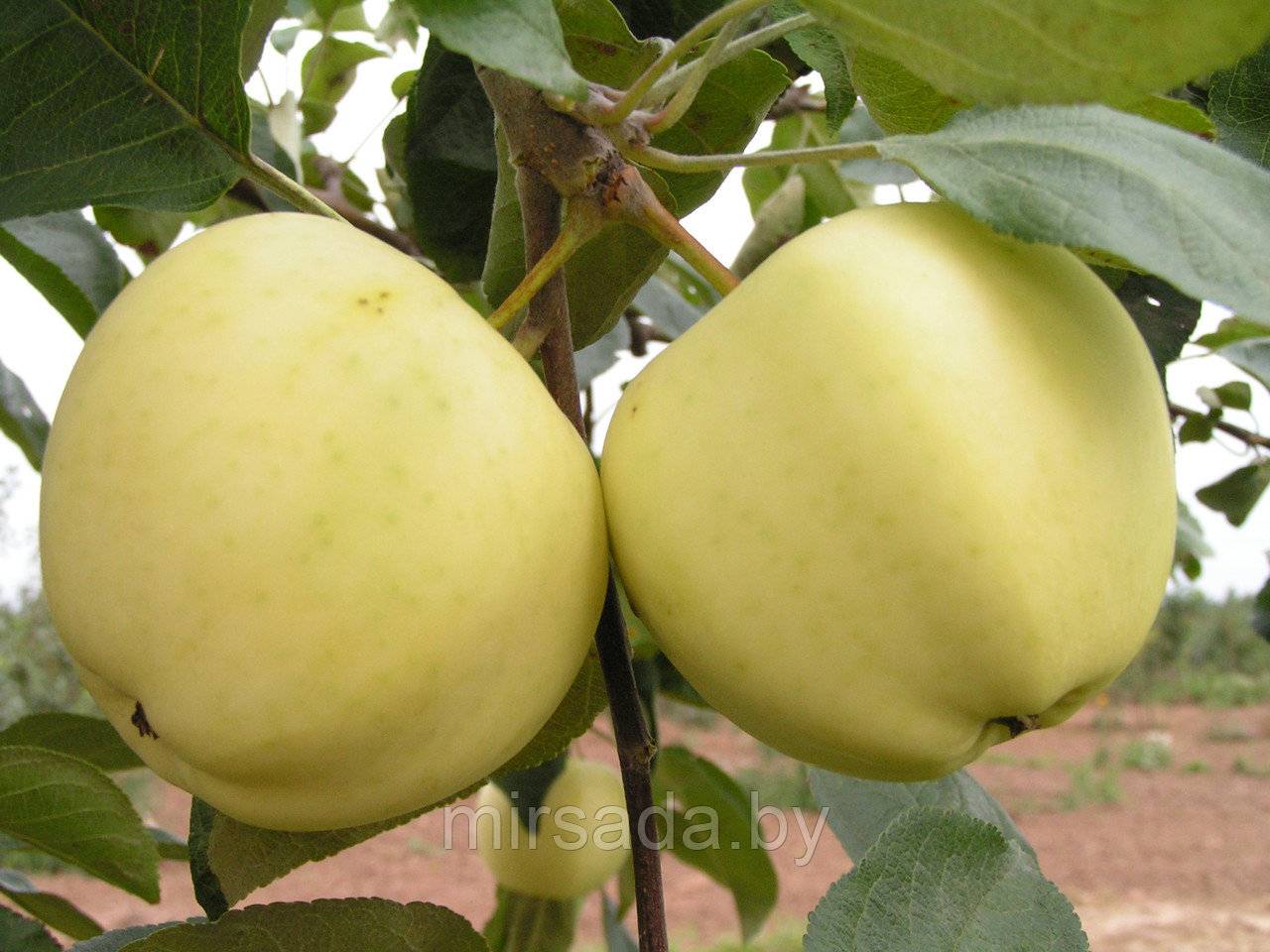 Яблоня белый налив: посадка и уход, особенности технологий выращивания