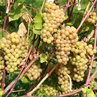 Изумительно вкусный виноград «велика»: описание сорта и его особенности