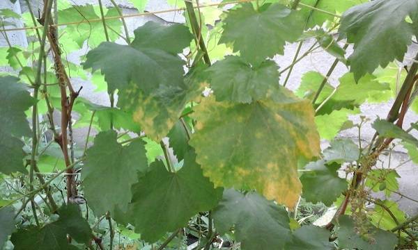 Обработка винограда осенью железным купоросом пропорции