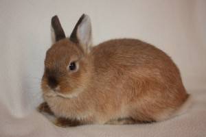 Кролик карликовый: содержание и уход в домашних условиях