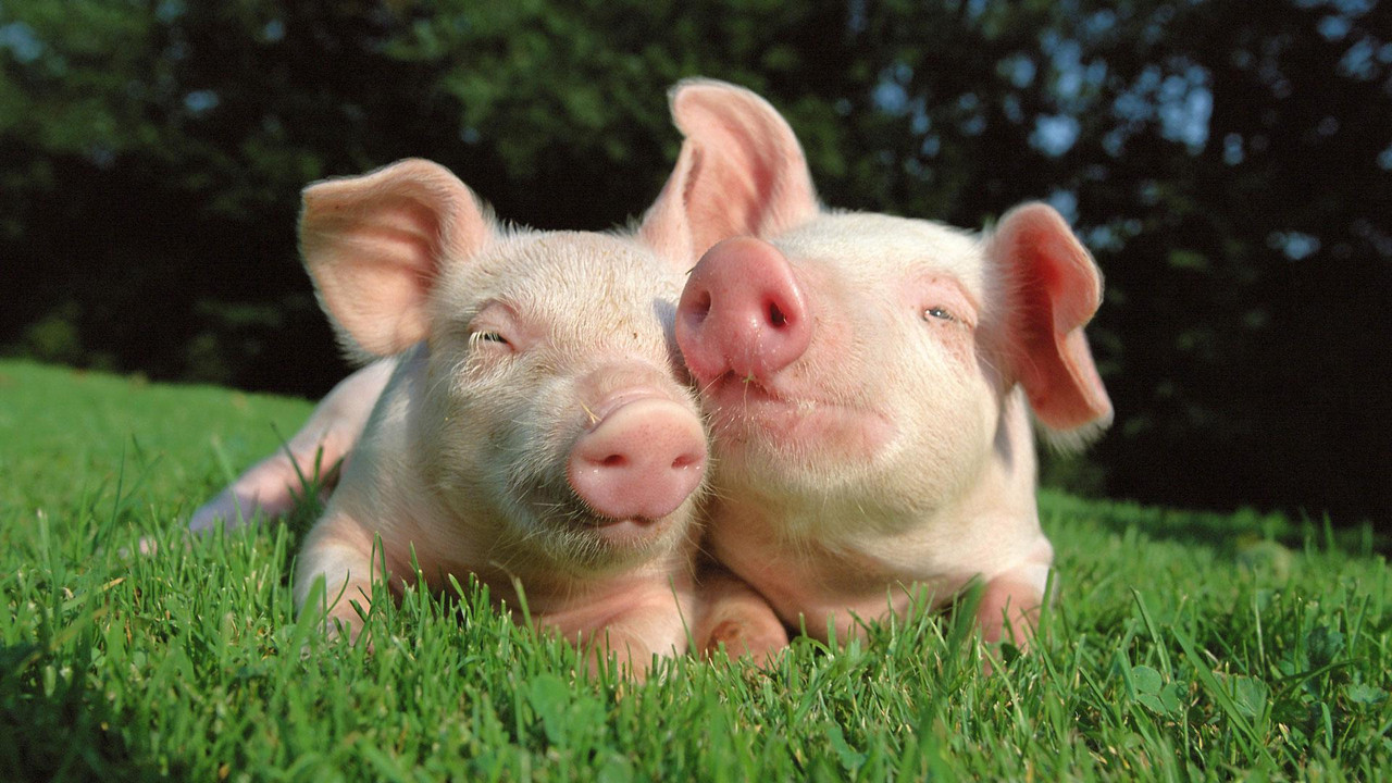 Сколько комбикорма нужно свинье для откорма на мясо