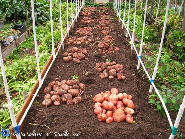 Сроки и время посадки картофеля: выращивание ранней урожайной картошки