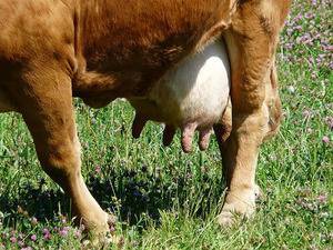 Правила применения крема и мази для коровьего вымени: состав препаратов, показания к использованию, преимущества