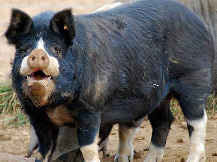 Сальные породы свиней – содержание и кормление, перспективность 2020