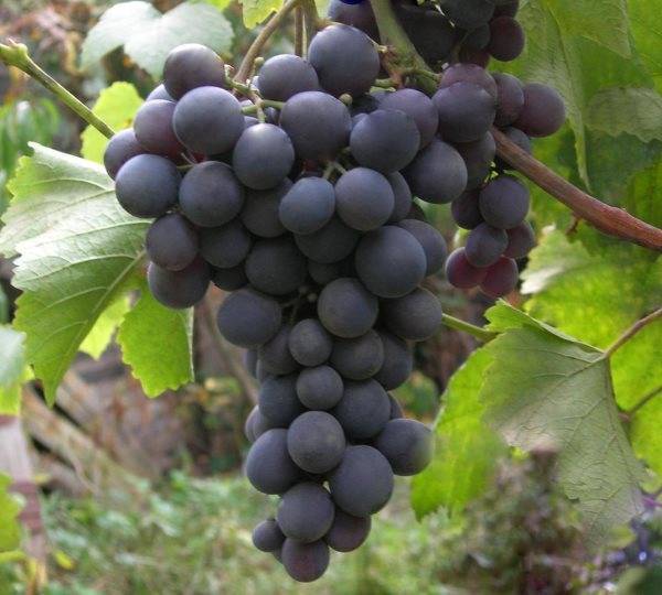 Фенология винограда и даты перехода температур в условиях ростовской области