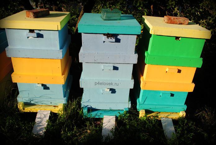 Весеннее и осеннее объединение пчелиных семей