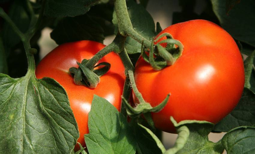 Обработка томатов