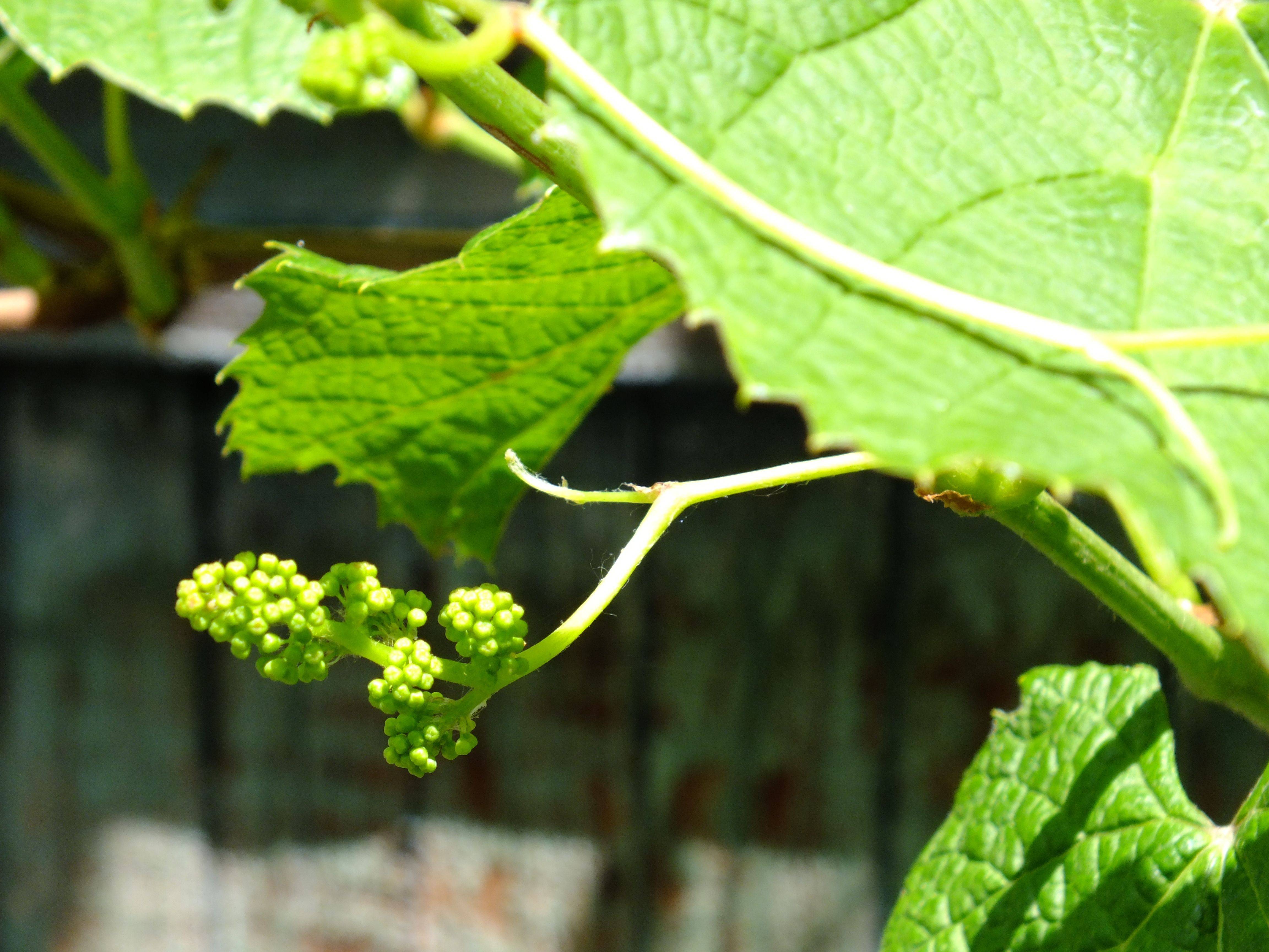 Искусственное опыление соцветий — виноград