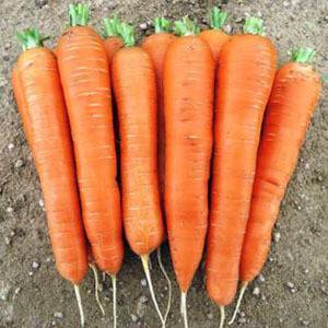 Лучшие сорта моркови для выращивания на Урале и в средней полосе России