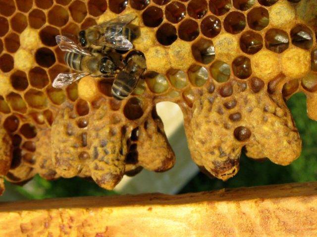 Как правильно делать пчелиные отводки?