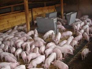 Как правильно кормить свиней для быстрого роста, и что им давать нельзя?